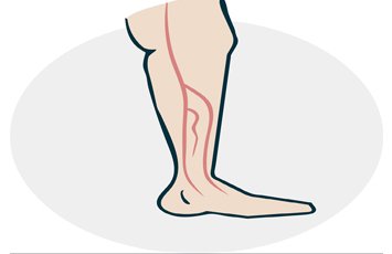Veins Veins